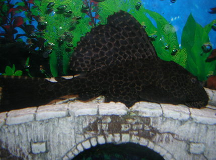 freshwater fish - hypostomus punctatus - trinidad pleco stocking in 55 gallons tank - placo freshwater fish - hypostomus punctatus - trinidad pleco stocking in 55 gallons tank - placo