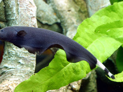 freshwater fish - apteronotus albifrons - black ghost knifefish stocking in 200 gallons tank - z freshwater fish - apteronotus albifrons - black ghost knifefish stocking in 200 gallons tank - z