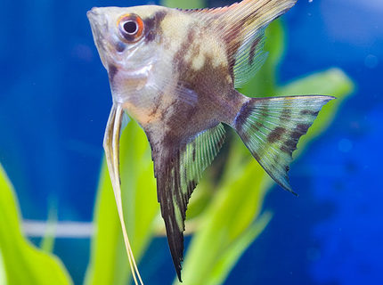 freshwater fish - pterophyllum scalare - half black angelfish stocking in 45 gallons tank - here's a picture of my angelfish. freshwater fish - pterophyllum scalare - half black angelfish stocking in 45 gallons tank - here's a picture of my angelfish.