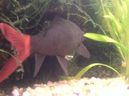 freshwater fish - epalzeorhynchos bicolor - redtail shark stocking in 200 gallons tank - my red tail shark freshwater fish - epalzeorhynchos bicolor - redtail shark stocking in 200 gallons tank - my red tail shark