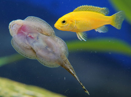 freshwater fish - beaufortia kweichowensis - chinese hillstream loach stocking in 45 gallons tank - African checking out the hillstream loach freshwater fish - beaufortia kweichowensis - chinese hillstream loach stocking in 45 gallons tank - African checking out the hillstream loach