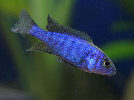 freshwater fish - aulonocara stuartgranti - peacock cichlid stocking in 45 gallons tank - African cichlid freshwater fish - aulonocara stuartgranti - peacock cichlid stocking in 45 gallons tank - African cichlid