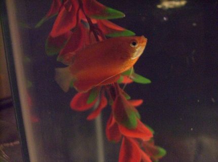 freshwater fish - colisa chuna - honey dwarf gourami stocking in 10 gallons tank - Honey gouramy freshwater fish - colisa chuna - honey dwarf gourami stocking in 10 gallons tank - Honey gouramy