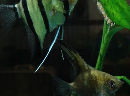 freshwater fish - pterophyllum scalare - angelfish stocking in 55 gallons tank - Dad (silver) and Mom (smokey), giving my camera lens the Evil Eye for zooming in on their fry. Pterophyllum scalare pair, Cerberus and Mocha. freshwater fish - pterophyllum scalare - angelfish stocking in 55 gallons tank - Dad (silver) and Mom (smokey), giving my camera lens the Evil Eye for zooming in on their fry. Pterophyllum scalare pair, Cerberus and Mocha.