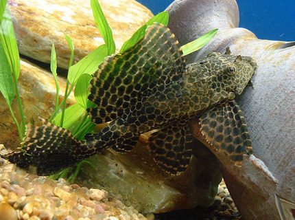 freshwater fish - hypostomus punctatus - trinidad pleco stocking in 75 gallons tank - 8" spotted Pleco strutting like a Peacock... freshwater fish - hypostomus punctatus - trinidad pleco stocking in 75 gallons tank - 8" spotted Pleco strutting like a Peacock...