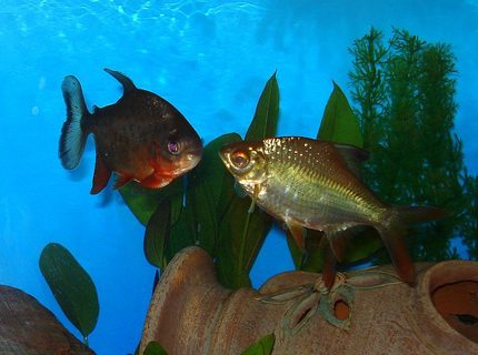 freshwater fish - piaractus brachypomum - red belly pacu stocking in 75 gallons tank - RED BELLY PACU & TINFOIL BARB freshwater fish - piaractus brachypomum - red belly pacu stocking in 75 gallons tank - RED BELLY PACU & TINFOIL BARB