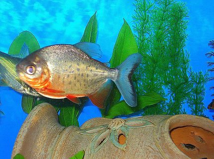 freshwater fish - piaractus brachypomum - red belly pacu stocking in 75 gallons tank - RED BELLY PACU...HE LIKES TO EAT PEANUTS & IS ABOUT 5" LONG. HE IS SPOTTED LIKE A TROUT! freshwater fish - piaractus brachypomum - red belly pacu stocking in 75 gallons tank - RED BELLY PACU...HE LIKES TO EAT PEANUTS & IS ABOUT 5" LONG. HE IS SPOTTED LIKE A TROUT!