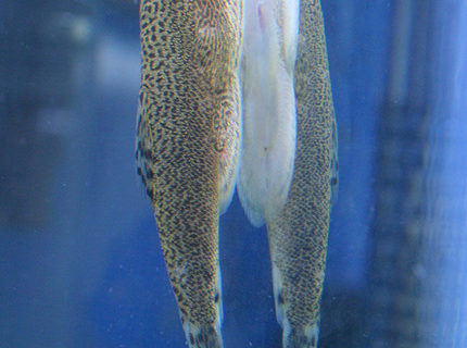 freshwater fish - beaufortia kweichowensis - hillstream loach stocking in 45 gallons tank - Hillstream Loach from the top-side... freshwater fish - beaufortia kweichowensis - hillstream loach stocking in 45 gallons tank - Hillstream Loach from the top-side...