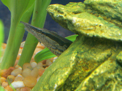 freshwater fish - mastacembelus armatus - tire track eel stocking in 45 gallons tank - Tiretrack Eel in his new hiding place... freshwater fish - mastacembelus armatus - tire track eel stocking in 45 gallons tank - Tiretrack Eel in his new hiding place...
