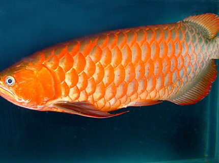 freshwater fish - scleropages jardini - jardini arowana stocking in 150 gallons tank - my favorite fish freshwater fish - scleropages jardini - jardini arowana stocking in 150 gallons tank - my favorite fish