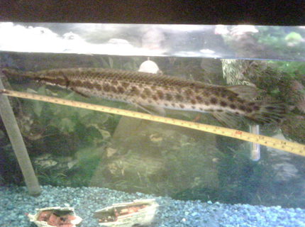 freshwater fish - lepisosteus platyrhincus - gar stocking in 150 gallons tank - florida gar 14 inches freshwater fish - lepisosteus platyrhincus - gar stocking in 150 gallons tank - florida gar 14 inches