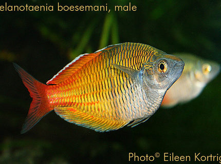 freshwater fish - melanotaenia boesemani - boesemani rainbow stocking in 75 gallons tank - Melanotaenia boesemani (Boeseman's rainbowfish), male, 3.75" TL, 2½ years old. freshwater fish - melanotaenia boesemani - boesemani rainbow stocking in 75 gallons tank - Melanotaenia boesemani (Boeseman's rainbowfish), male, 3.75" TL, 2½ years old.