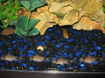 freshwater fish - corydoras panda - panda cory cat stocking in 55 gallons tank - My pandas out for a stroll with the golden barb watching,
Name: Corydoras panda,
Origin: Amazon,
Tank: 20gl long,
Friends: Cherry barbs, golden barbs,roseline shark, zebra botias, and pitbull pleco freshwater fish - corydoras panda - panda cory cat stocking in 55 gallons tank - My pandas out for a stroll with the golden barb watching,
Name: Corydoras panda,
Origin: Amazon,
Tank: 20gl long,
Friends: Cherry barbs, golden barbs,roseline shark, zebra botias, and pitbull pleco