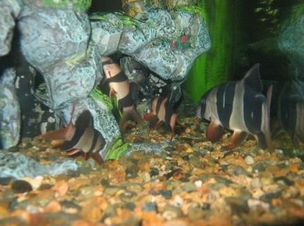 freshwater fish - botia macracantha - clown loach stocking in 90 gallons tank - JUST CLOWNING SAROUND freshwater fish - botia macracantha - clown loach stocking in 90 gallons tank - JUST CLOWNING SAROUND