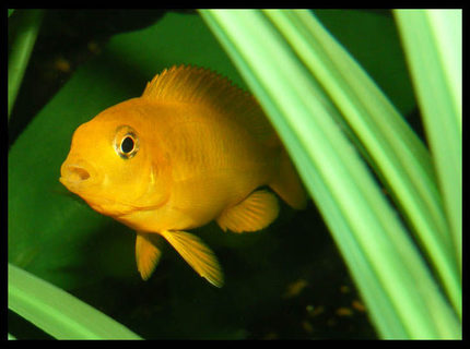 freshwater fish - pseudotropheus estherae - red zebra cichlid stocking in 50 gallons tank - baby cichlid hiding freshwater fish - pseudotropheus estherae - red zebra cichlid stocking in 50 gallons tank - baby cichlid hiding