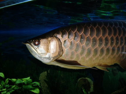 freshwater fish - scleropages jardini - jardini arowana stocking in 250 gallons tank - This is Bruce my Asia Arrowan Crossback Blue base,
She,s 2/1/2 yrs old loves market prawn, super meal worn, woodies and criket.
She also eats Hiakkari stick.
The big boss of the tank.
What she wnt she get!!!!!!!!!!!!!! freshwater fish - scleropages jardini - jardini arowana stocking in 250 gallons tank - This is Bruce my Asia Arrowan Crossback Blue base,
She,s 2/1/2 yrs old loves market prawn, super meal worn, woodies and criket.
She also eats Hiakkari stick.
The big boss of the tank.
What she wnt she get!!!!!!!!!!!!!!