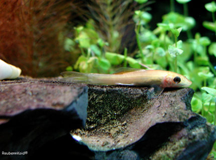 freshwater fish - gyrinocheilos aymonieri - gold algae eater stocking in 6 gallons tank - Lazy Algae freshwater fish - gyrinocheilos aymonieri - gold algae eater stocking in 6 gallons tank - Lazy Algae