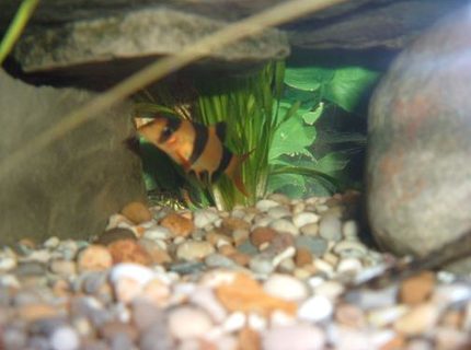 freshwater fish - botia macracantha - clown loach stocking in 100 gallons tank - Clown loach freshwater fish - botia macracantha - clown loach stocking in 100 gallons tank - Clown loach