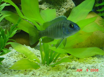 freshwater fish - aulonocara baenschi - sunshine peacock stocking in 75 gallons tank - Sunshine Peacock freshwater fish - aulonocara baenschi - sunshine peacock stocking in 75 gallons tank - Sunshine Peacock