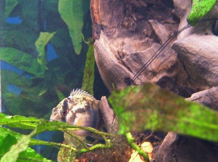 freshwater fish - cleithracara maronii - keyhole cichlid stocking in 55 gallons tank - Keyhole cichlid hididng freshwater fish - cleithracara maronii - keyhole cichlid stocking in 55 gallons tank - Keyhole cichlid hididng