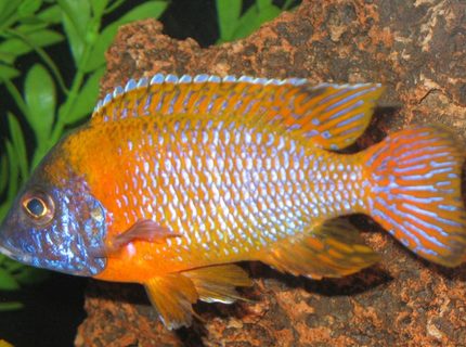 freshwater fish - aulonocara rubescens - ruby red peacock stocking in 75 gallons tank - Aulonocara Rubescens Ruby Red Peacock freshwater fish - aulonocara rubescens - ruby red peacock stocking in 75 gallons tank - Aulonocara Rubescens Ruby Red Peacock