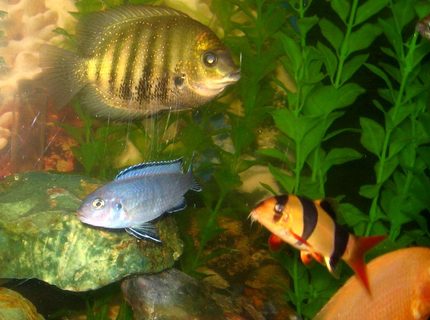 freshwater fish - botia macracantha - clown loach stocking in 50 gallons tank - Clown loach in the company of Severum, Red zebra, blue pindani and golden severum freshwater fish - botia macracantha - clown loach stocking in 50 gallons tank - Clown loach in the company of Severum, Red zebra, blue pindani and golden severum