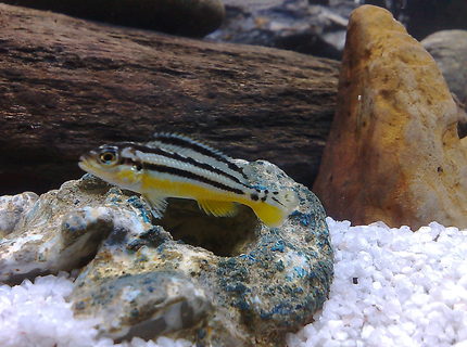 freshwater fish - melanochromis auratus - auratus cichlid stocking in 20 gallons tank - cichlid freshwater fish - melanochromis auratus - auratus cichlid stocking in 20 gallons tank - cichlid