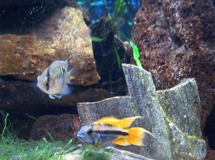 freshwater fish - cleithracara maronii - keyhole cichlid stocking in 55 gallons tank - Orange Flash and Keyhole Cichlids freshwater fish - cleithracara maronii - keyhole cichlid stocking in 55 gallons tank - Orange Flash and Keyhole Cichlids