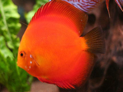 Rated #2: Freshwater Fish - Golden Melon Discus Stocking In 127 Gallons Tank - Discus, Golden Melon Rated #2: Freshwater Fish - Golden Melon Discus Stocking In 127 Gallons Tank - Discus, Golden Melon