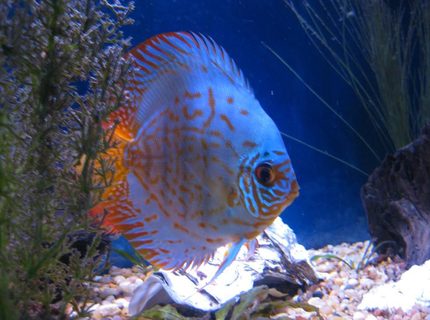 Rated #7: Freshwater Fish - Baby Blue Panda Discus Stocking In 38 Gallons Tank - Discus
My 38 Gallon Aquarium, 3 Discus, 6 Tiger Barbs, 3 Chinese Algae Eaters, one Gold Nugget Pleco, and a Gold Chinese Algae Eater. I Rated #7: Freshwater Fish - Baby Blue Panda Discus Stocking In 38 Gallons Tank - Discus
My 38 Gallon Aquarium, 3 Discus, 6 Tiger Barbs, 3 Chinese Algae Eaters, one Gold Nugget Pleco, and a Gold Chinese Algae Eater. I'm using a Marineland C-Series Multi Stage Canister Filter C-220, the best fiter out there. I personaly think this filter is better then the Eheim, because it allows no bypass, it forces the water through the filter media trays and not around them, all the other canisters allow 40% to 60%.