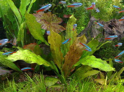 freshwater fish - paracheirodon innesi - neon tetra jumbo stocking in 85 gallons tank - MY NEW AGE OF AQUA freshwater fish - paracheirodon innesi - neon tetra jumbo stocking in 85 gallons tank - MY NEW AGE OF AQUA