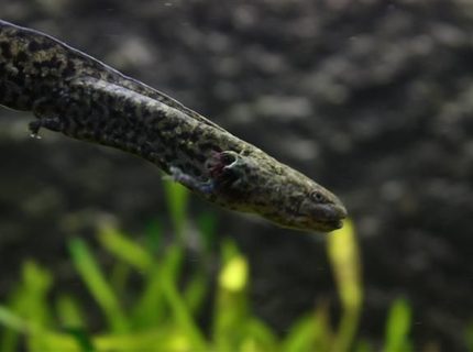 freshwater fish - ambystoma mexicanum - axolotl stocking in 350 gallons tank - Axolotl freshwater fish - ambystoma mexicanum - axolotl stocking in 350 gallons tank - Axolotl