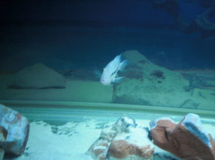 freshwater fish - thorichthys meeki - firemouth cichlid stocking in 80 gallons tank - Firemouth freshwater fish - thorichthys meeki - firemouth cichlid stocking in 80 gallons tank - Firemouth