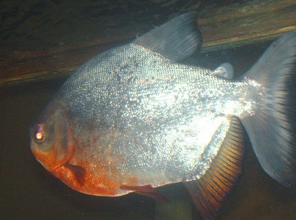 freshwater fish - piaractus brachypomum - red belly pacu stocking in 125 gallons tank - pacu loves his peanuts and corn freshwater fish - piaractus brachypomum - red belly pacu stocking in 125 gallons tank - pacu loves his peanuts and corn
