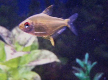 freshwater fish - hyphessobrycon pulchripinnis - lemon tetra stocking in 29 gallons tank - Lemon Tetra getting ready for feeding time. freshwater fish - hyphessobrycon pulchripinnis - lemon tetra stocking in 29 gallons tank - Lemon Tetra getting ready for feeding time.