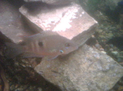 freshwater fish - thorichthys meeki - firemouth cichlid stocking in 65 gallons tank - This is the smallest cichlid of the tank, the firemouth cichlid. This picture does him or her no justice, you cant even see the bright red on the gils, bout 2 1/2 inches, bout 7 months old. A few months younger than the other cichlids. freshwater fish - thorichthys meeki - firemouth cichlid stocking in 65 gallons tank - This is the smallest cichlid of the tank, the firemouth cichlid. This picture does him or her no justice, you cant even see the bright red on the gils, bout 2 1/2 inches, bout 7 months old. A few months younger than the other cichlids.