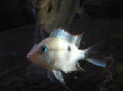 freshwater fish - thorichthys meeki - firemouth cichlid stocking in 20 gallons tank - My Firemouth freshwater fish - thorichthys meeki - firemouth cichlid stocking in 20 gallons tank - My Firemouth