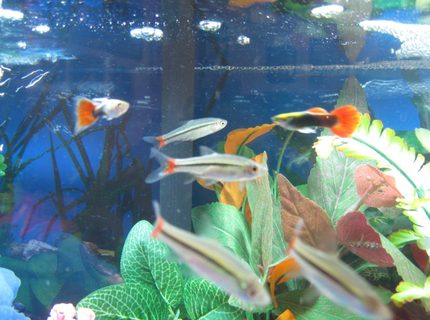 freshwater fish - pristella maxillaris - gold pristella tetra stocking in 10 gallons tank - X-Ray Tetras and Guppies
(Sorry, a bit blurry) freshwater fish - pristella maxillaris - gold pristella tetra stocking in 10 gallons tank - X-Ray Tetras and Guppies
(Sorry, a bit blurry)