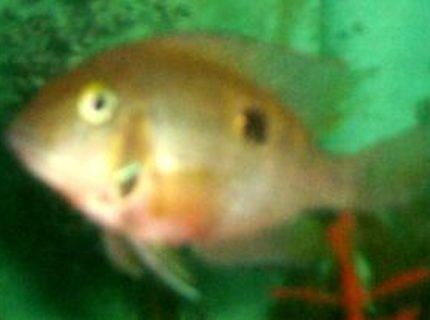 freshwater fish - thorichthys meeki - firemouth cichlid stocking in 75 gallons tank - firemouth freshwater fish - thorichthys meeki - firemouth cichlid stocking in 75 gallons tank - firemouth