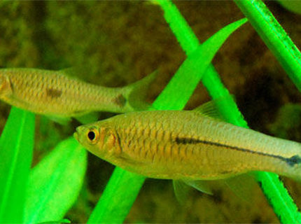 freshwater fish - pristella maxillaris - x-ray pristella tetra stocking in 26 gallons tank - I dont know the name of this fish. If anyone knows please inform me. ganeshkwt@yahoo.co.uk freshwater fish - pristella maxillaris - x-ray pristella tetra stocking in 26 gallons tank - I dont know the name of this fish. If anyone knows please inform me. ganeshkwt@yahoo.co.uk