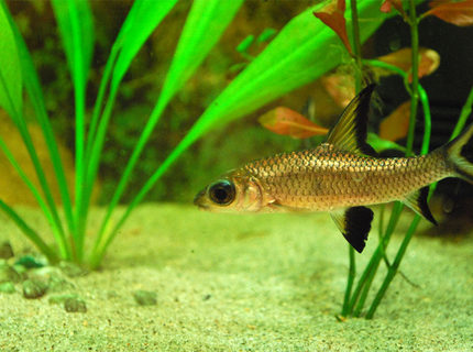 freshwater fish - balantiocheilus melanopterus - bala shark stocking in 26 gallons tank - My Shark freshwater fish - balantiocheilus melanopterus - bala shark stocking in 26 gallons tank - My Shark