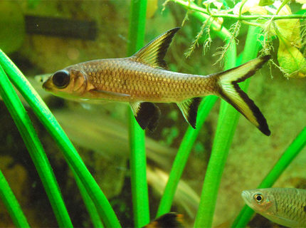 freshwater fish - balantiocheilus melanopterus - bala shark stocking in 26 gallons tank - My Shark freshwater fish - balantiocheilus melanopterus - bala shark stocking in 26 gallons tank - My Shark