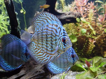 Rated #1: Freshwater Fish - Blue Turquoise Discus Stocking In 100 Gallons Tank - A Turquoise Discus in the foreground and a couple of Blue Diamond Discus in the background. Rated #1: Freshwater Fish - Blue Turquoise Discus Stocking In 100 Gallons Tank - A Turquoise Discus in the foreground and a couple of Blue Diamond Discus in the background.