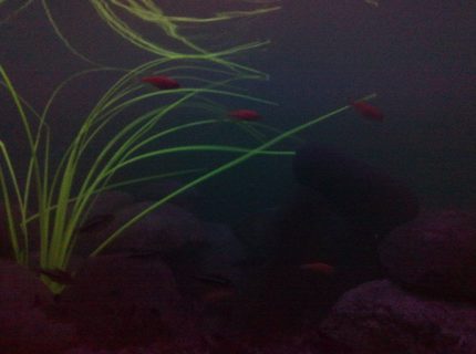 freshwater fish - hemigrammus erythrozonus - glowlight tetra stocking in 15 gallons tank - Under Blacklight.. u can see the GlowFish GLOW !! freshwater fish - hemigrammus erythrozonus - glowlight tetra stocking in 15 gallons tank - Under Blacklight.. u can see the GlowFish GLOW !!