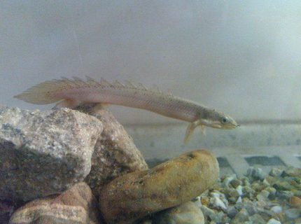 freshwater fish - polypterus senegalus - cuvier bichir stocking in 50 gallons tank - senegalus bichir freshwater fish - polypterus senegalus - cuvier bichir stocking in 50 gallons tank - senegalus bichir