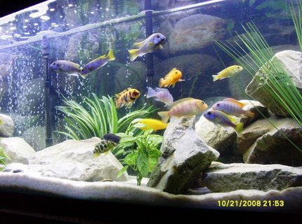 freshwater fish - pseudotropheus acei - acei cichlid stocking in 55 gallons tank - Colors! freshwater fish - pseudotropheus acei - acei cichlid stocking in 55 gallons tank - Colors!