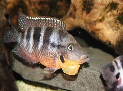 freshwater fish - thorichthys meeki - firemouth cichlid stocking in 400 gallons tank - Firemouth Cichlid
Name: "Reggie"
Doesn't really like humbug, or anything else for that matter.
Has many offspring.
Did bite the cat once when the cat fell in the bath where Reggie was enjoying some quality time during tank maintenance. freshwater fish - thorichthys meeki - firemouth cichlid stocking in 400 gallons tank - Firemouth Cichlid
Name: "Reggie"
Doesn't really like humbug, or anything else for that matter.
Has many offspring.
Did bite the cat once when the cat fell in the bath where Reggie was enjoying some quality time during tank maintenance.