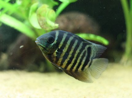freshwater fish - heros serverus - green severum stocking in 350 gallons tank - Heros severum freshwater fish - heros serverus - green severum stocking in 350 gallons tank - Heros severum