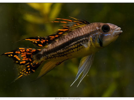 Rated #3: Freshwater Fish - Apistogramma Cacatuoides - Double Full Red Cockatoo Cichlid Stocking In 50 Gallons Tank - Apistogramma Cacatuoides Double Red Rated #3: Freshwater Fish - Apistogramma Cacatuoides - Double Full Red Cockatoo Cichlid Stocking In 50 Gallons Tank - Apistogramma Cacatuoides Double Red