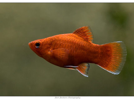 freshwater fish - xiphophorus maculatus - red platy stocking in 50 gallons tank - Xiphophorus Maculatus freshwater fish - xiphophorus maculatus - red platy stocking in 50 gallons tank - Xiphophorus Maculatus